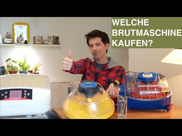 Welche BRUTMASCHINE kaufen? Top Brutmaschinen von 50 - 329 Euro