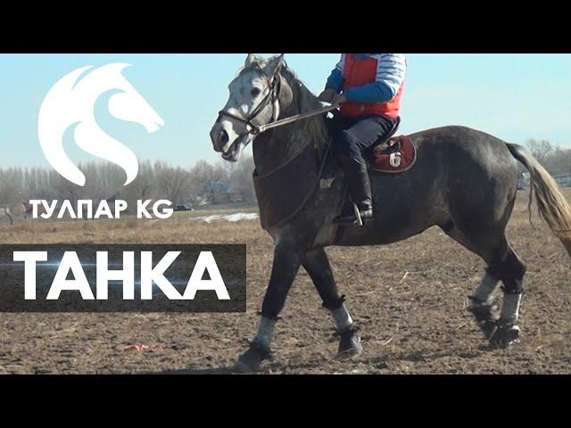 26 000 $ КЕЛГЕН ТАНКА / TULPAR KG