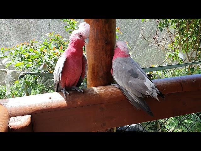 Pink Cackatoo mating