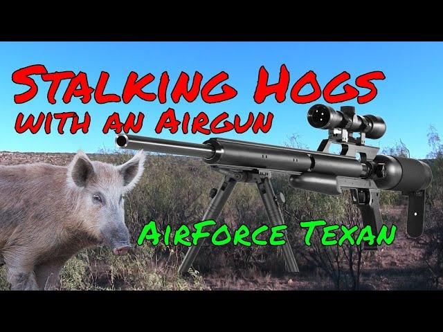 AirForce Texan .308 Air Rifle I  Hog Hunt   I  Are Slugs Better?