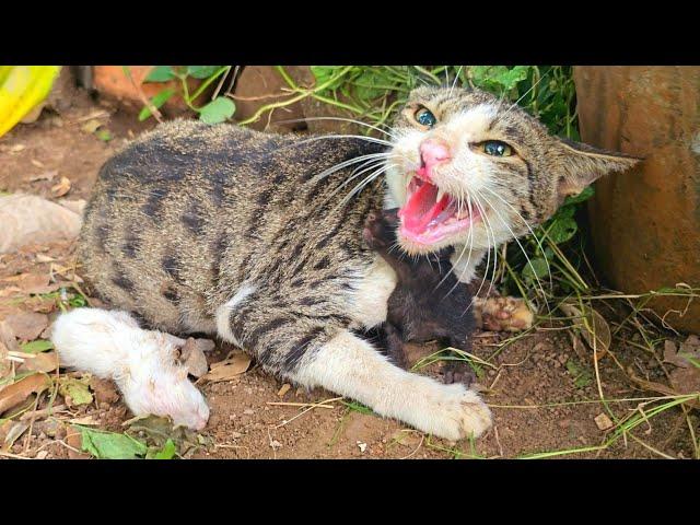 She Lost Her Kittens Before... Now, She Won't Let Anyone Near Them