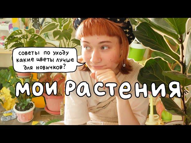 все мои растения (обновление!) про уход и советы для новичков 