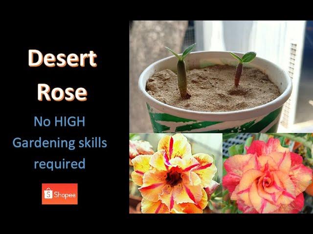 Desert Rose | Adenium obesum growing from seeds