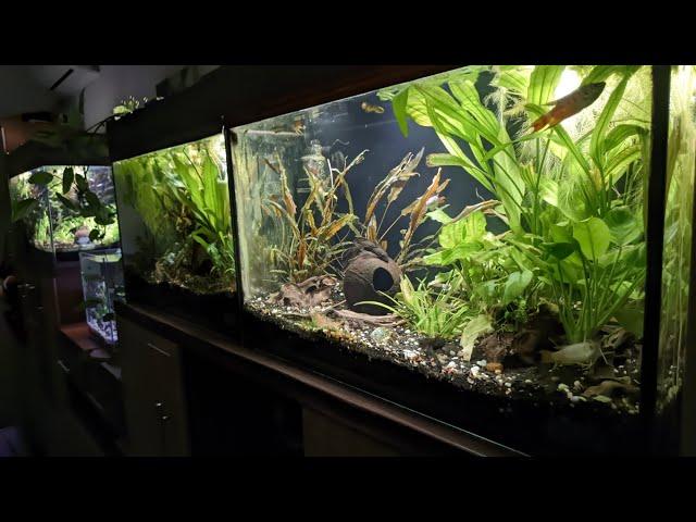 Стан мого акваріума зараз. Все потроху підросло, зарослі кріптокорини #mftank #aquarium #акваріум