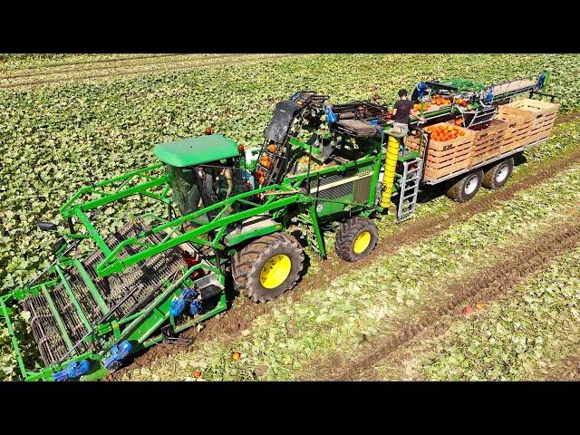 Fully Mechanical PUMPKIN  HARVEST for Fresh Market | De Terp Squashpackers