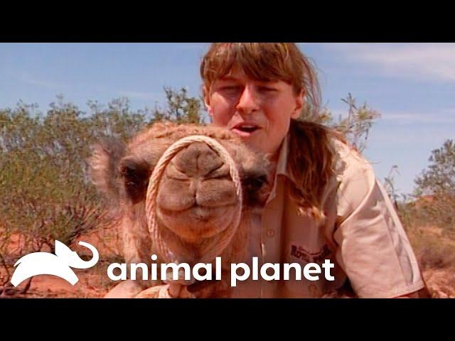 Steve Searches For Camels | The Crocodile Hunter | Animal Planet