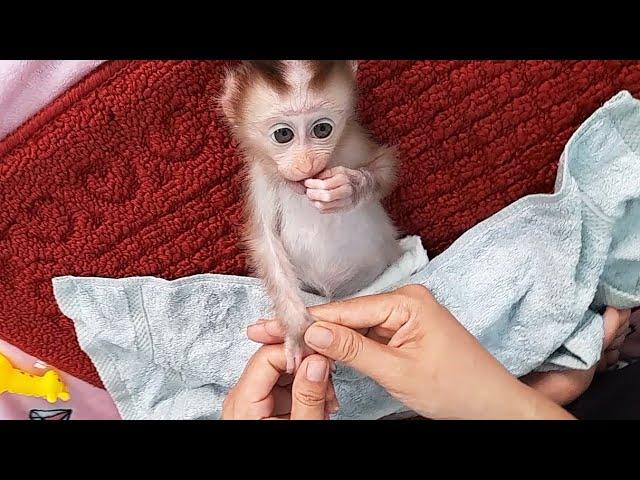 Baby monkey Lyly relaxes after bathing!