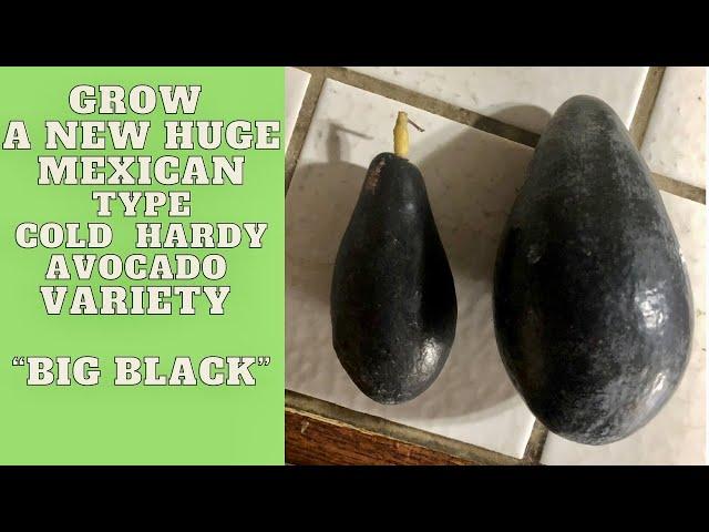 Growing A New Freeze Hardy Seedling Avocado Tree | Produces Huge Delicious Black Avocados