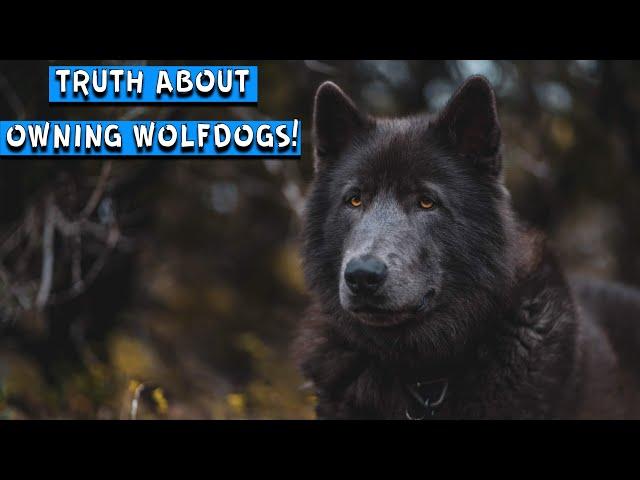 The TRUTH About Owning A WolfDog (Blue Bay Shepherd) - 12 - 24 Month Update