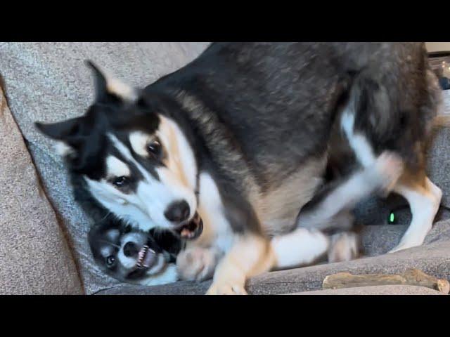 My Husky Squished the Puppy!