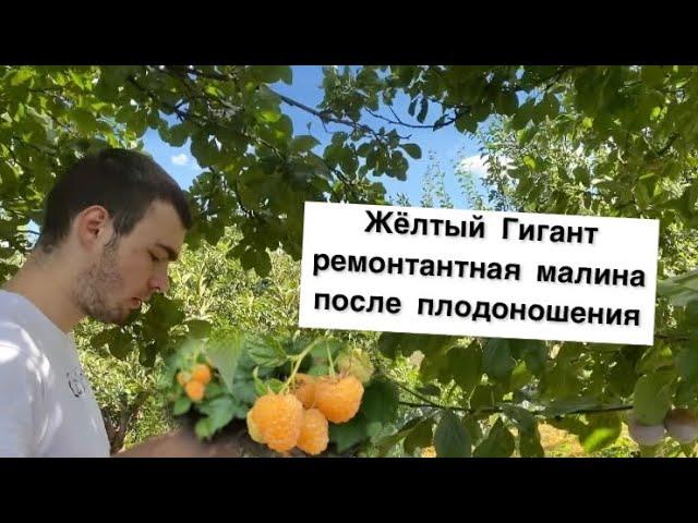 Даю Информацию//Правильный уход за малиной после плодоношения//Малина Жёлтый Гигант Рем сорт