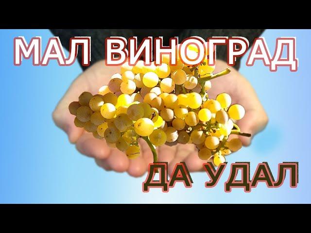 Дублянский - очень вкусный виноград.