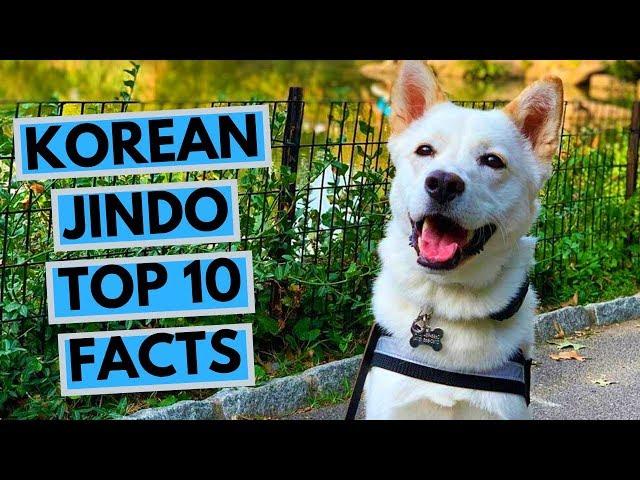 Korean Jindo - TOP 10 Interesting Facts