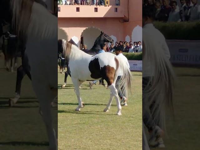 beautiful Marwari stallion {Ransi gaon horse Show }2023