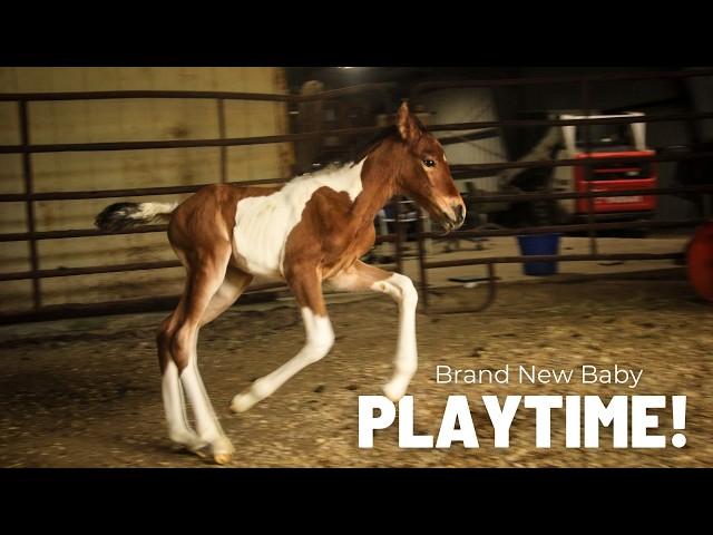 Colt Or Filly? Gender and Weight Reveal For Our BRAND NEW FOAL!