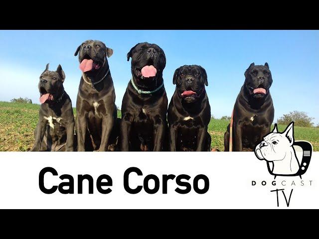 The Cane Corso dog breed - DogCast TV S01E02