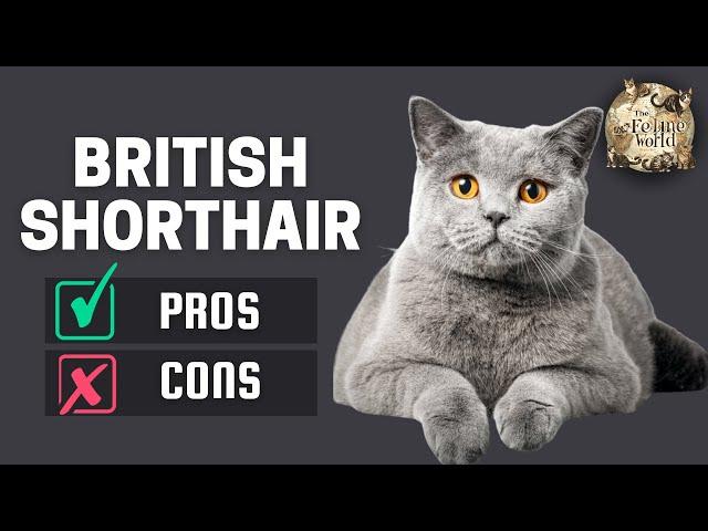 British Shorthair Cat: The Pros & Cons of Owning One