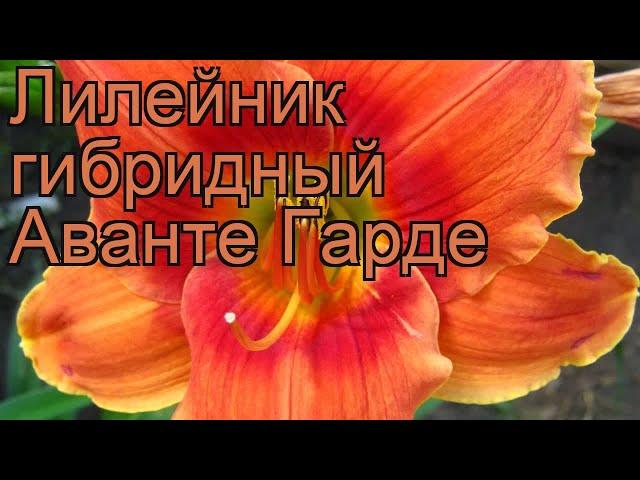 Лилейник гибридный Аванте Гарде (hemerocallis)  обзор: как сажать, рассада лилейника Аванте Гарде