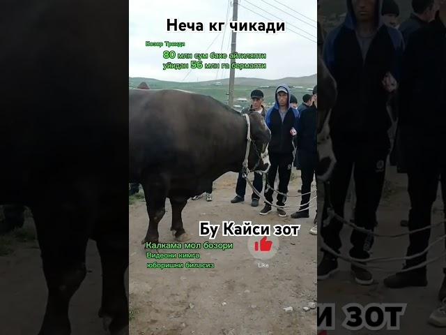 Бу кайси зот#buqaboqish #mol #cow #hokiz #qoybozor #buqalar #molbozor #qoy #bozor #funny