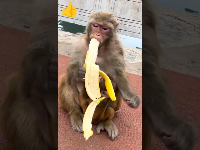 monkey monkey eating banana is so cute #shortsvideo #monkey #bandar