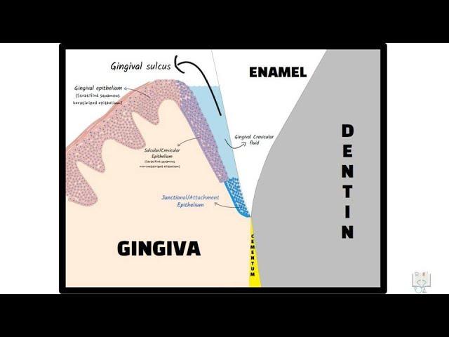 Junctional Epithelium (Dentogingival Junction)