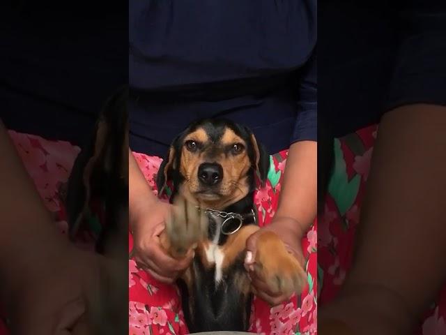 Dog druming #shorts #shortsfeed #dogdruming #petlover #dogs #seso