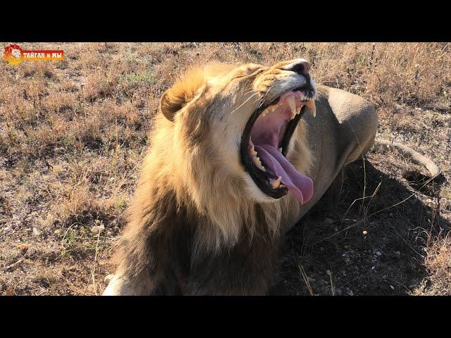 Зевота, зевота, перейди на ... подставляем имя  Львы. Тайган. Архив. Lions life in Taigan.