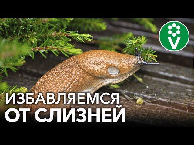 СЛИЗНИ БОЛЬШЕ НЕ ПРОБЛЕМА! Как избавиться от слизней быстро и эффективно?