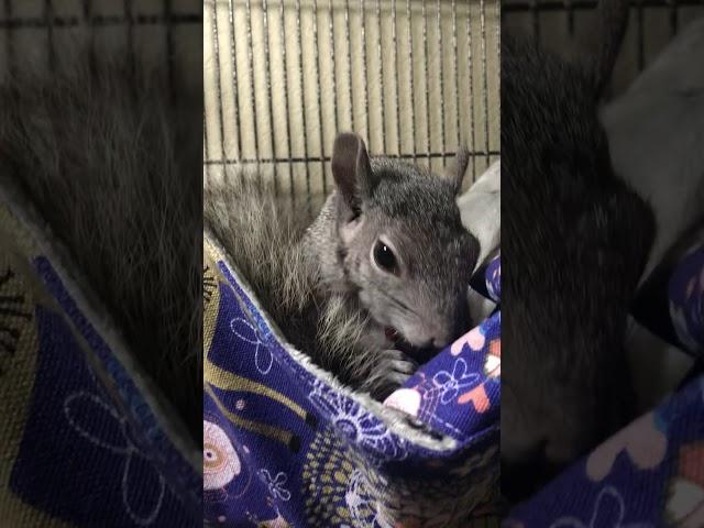 ASMR Miss Flower the Squirrel eating a blueberry in bed