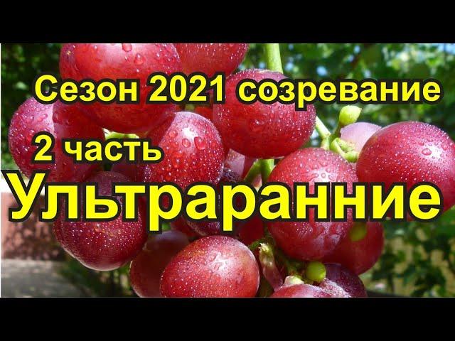 Ультраранние сорта винограда.