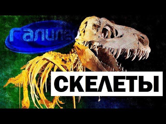 Галилео. Скелеты  Skeleton