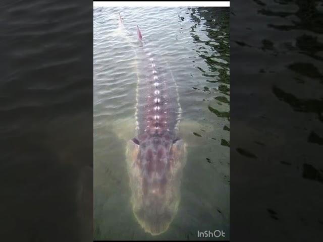 Biggest sturgeon in the world caught on camera