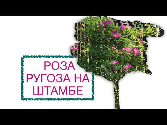 Роза ругоза на штамбе /Nataliya Alekseeva//