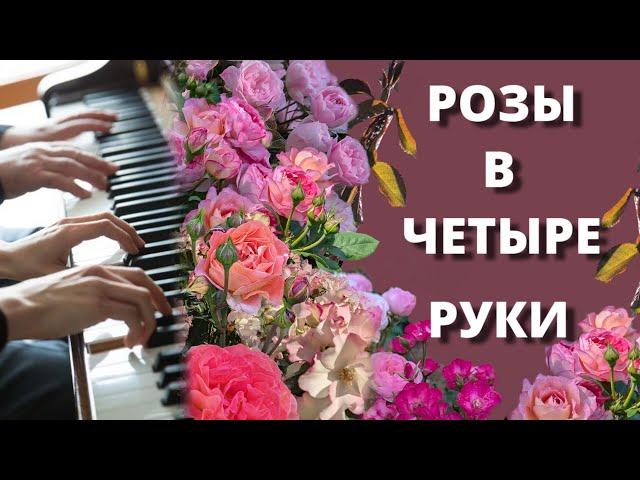 ПЕРЕСАДКА РОЗ . СЕМЕЙНОЕ ВИДЕО. Разные способы, но один результат.21 сентября 2024 г.