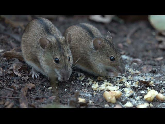 Мыши. Вечерняя зарисовка с другого ракурса / Mice. Evening sketch from a different angle