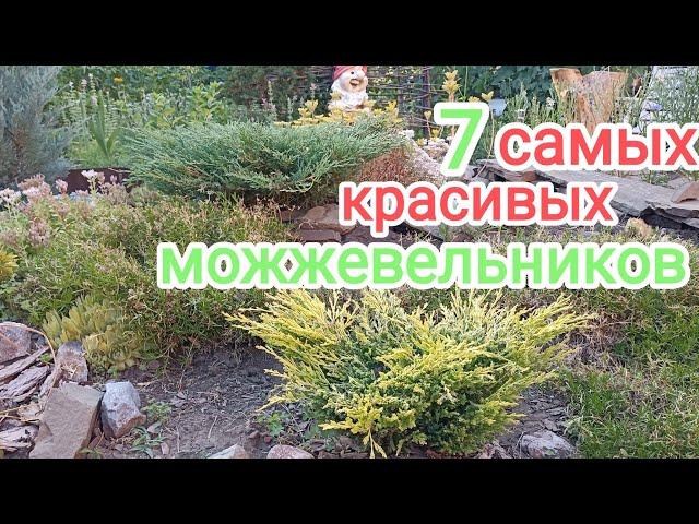 САМЫЕ. КРАСИВЫЕ МОЖЖЕВЕЛЬНИКИ! ОБЗОР!