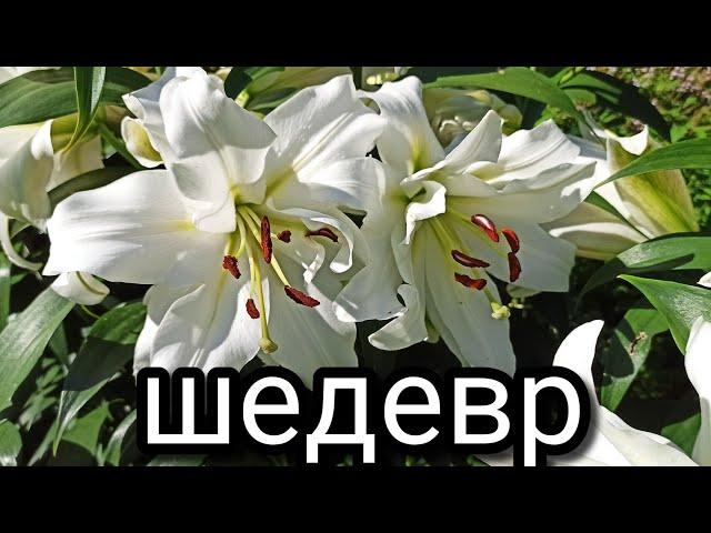 Махровая лилия  White Eyes. (ОТ- гибрид)