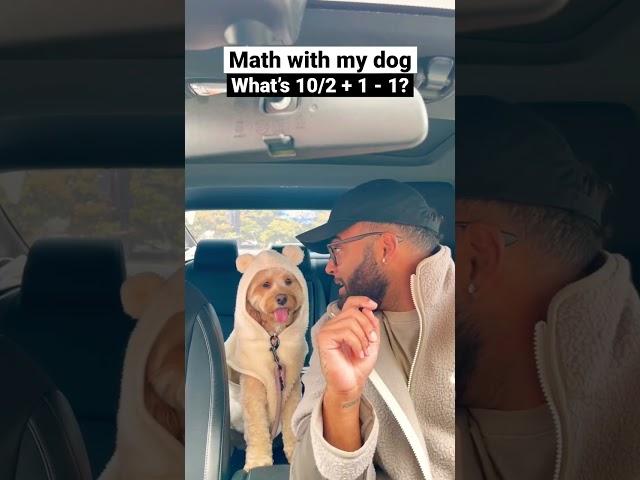 Dog solves really hard math question…  #dogs #cockapoo #dogsofshorts