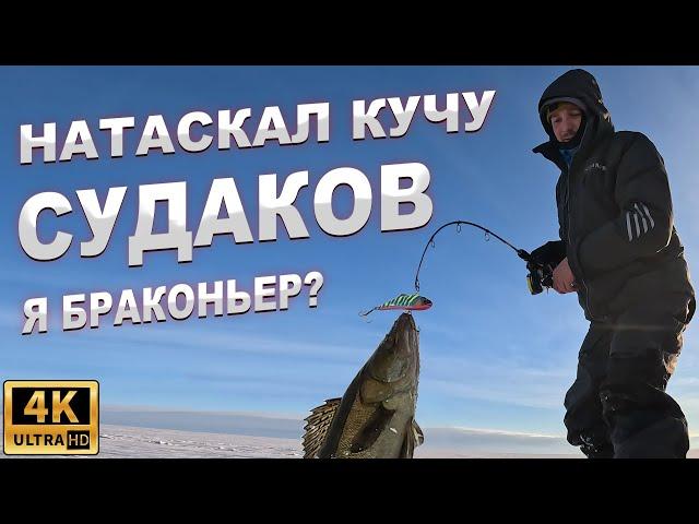 Ушёл от толпы и натаскал КУЧУ СУДАКОВ! Ловля судака на вибы зимой