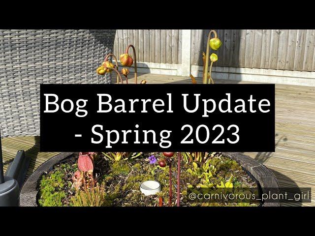 Carnivorous Plant Bog Barrel Update | Spring 2023