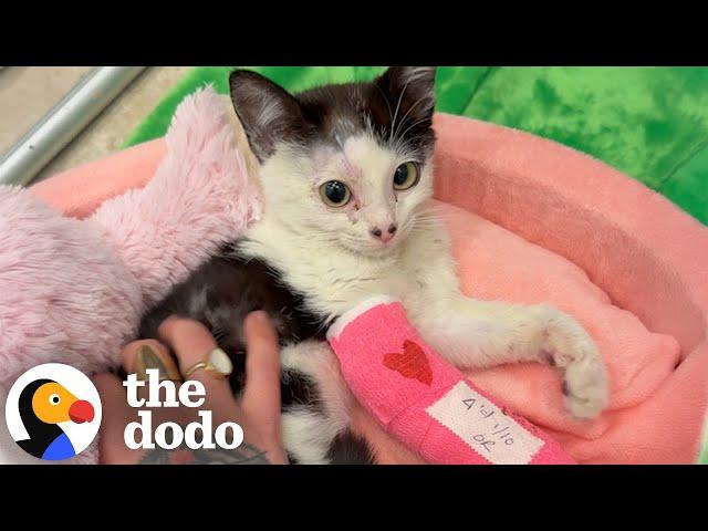 Woman Takes In A Tiny Shelter Kitten After LA Wildfires | The Dodo