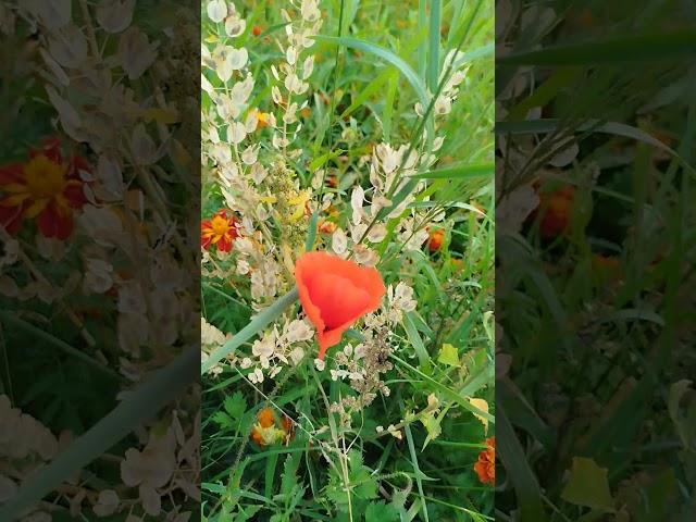 Did you know that there are beautiful flowers on the #Netherlands sidewalks? #followback