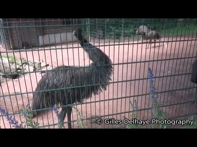 Emu Klang (Sound) - Chemnitz Zoo 2024