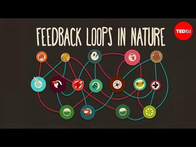 Feedback loops: How nature gets its rhythms - Anje-Margriet Neutel