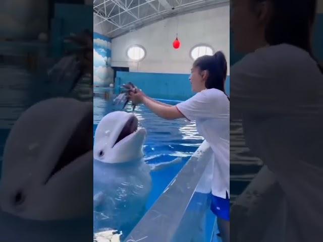 Smart dolphin  | Double tap if you love this video # short part 9