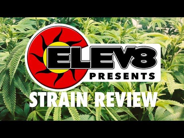 Strain Review: Death Valley Cheese - ELEV8 Presents