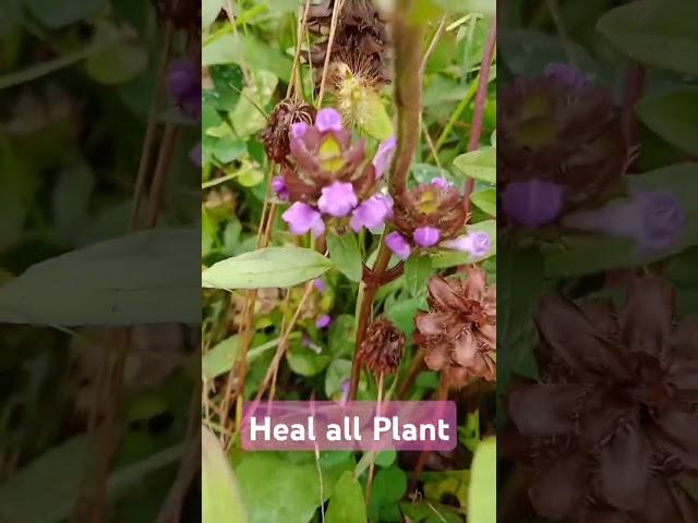 Prunella vulgaris (Heal all, Family Lamiaceae=mint family) . For inflammation,  common cold..