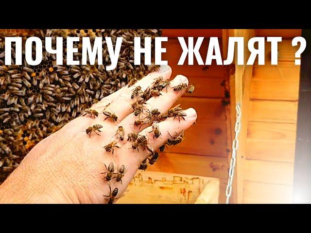 ПОЧЕМУ ПЧЁЛЫ НЕ КУСАЮТ (ЖАЛЯТ) ?