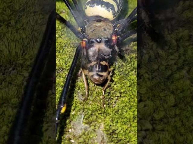 The battle between the forest spider and the bombardier beetle | #bombardier