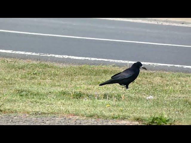 havran polní (Corvus frugilegus) havran čierny/rook /Saatkrähe /Gawron/Грач